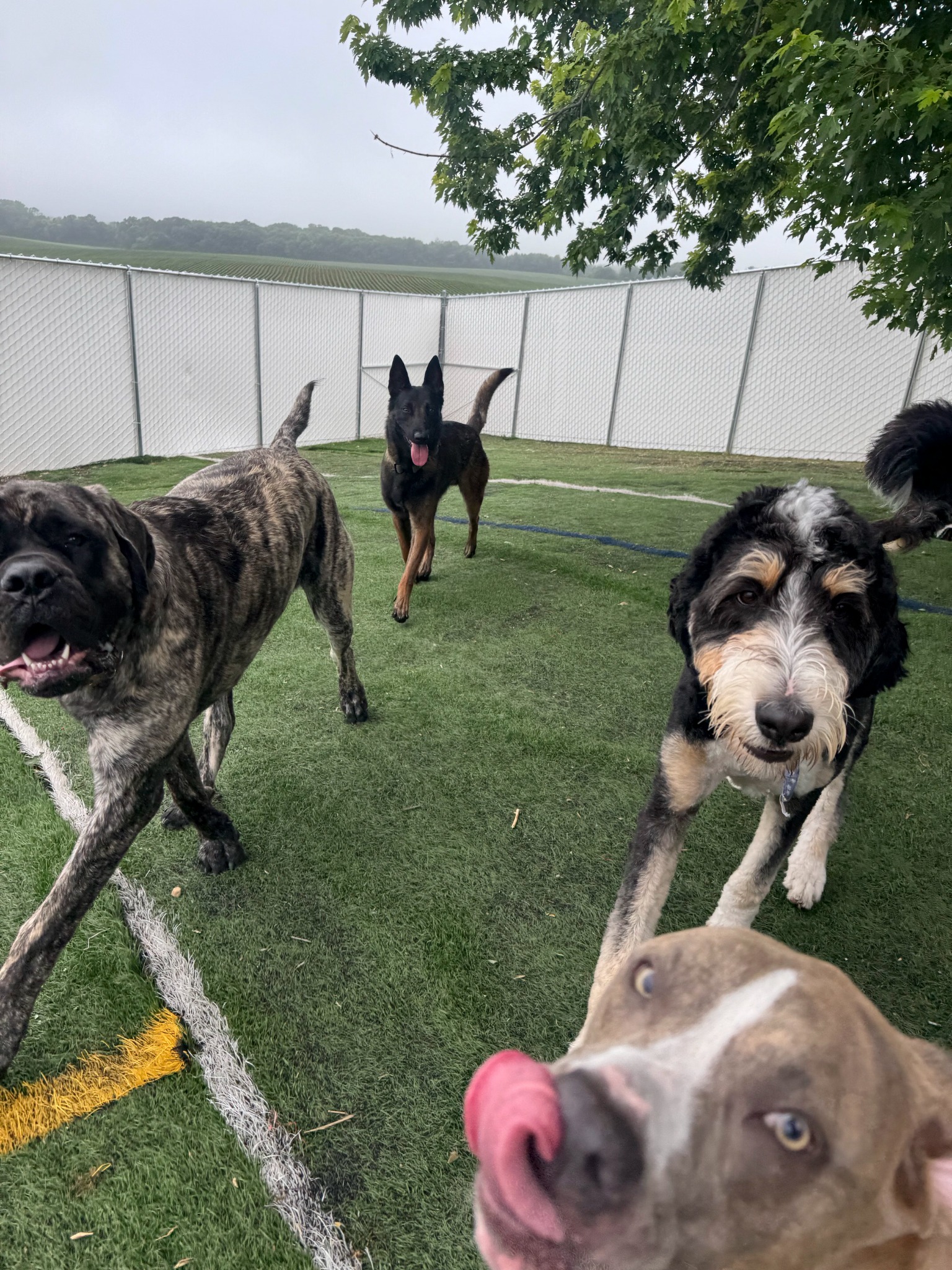 Dogs playing together in the fenced outdoor yard at Carver Canines