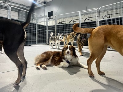 Dogs spending time together in the indoor play area