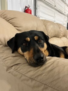 A dog relaxing on a couch